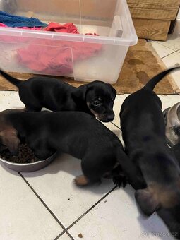 štěně jezevčík hladkosrstý standardní - 3