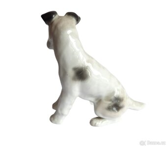 Foxteriér - Německo - Gotha - 3