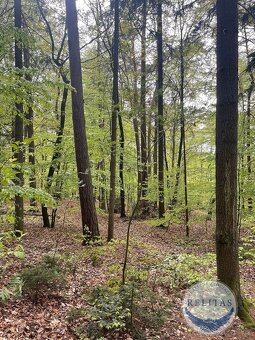 Prodej lesního pozemku 7 759 m² - 3