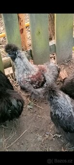 Kohout hedvábničky - 3