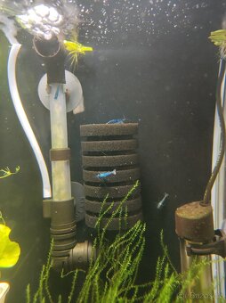 Krevetky Neocaridina Blue Dream modré - 3