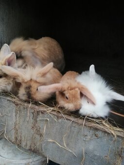 Zakrslí beránci mláďata - 3