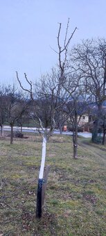 Stříhání , výsadba ovocných stromů - 3