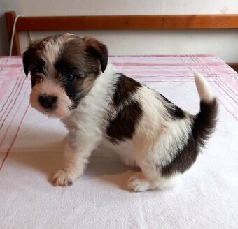 Jack russell terier - 3