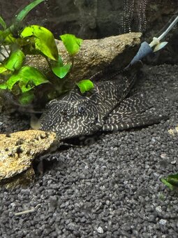 Kančík červený a Gibbiceps - 3