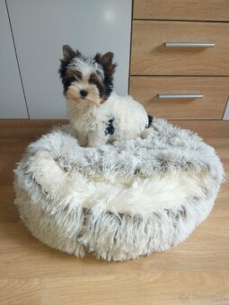 Biewer yorkshire terrier - 3
