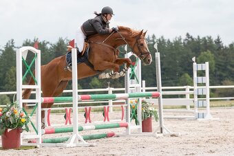 Zkušená sportovní klisna v chovu s výjimečným rodokmenem - 3