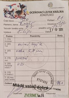 Zakrslý rex tříslový černý samice s PP oceněna - 3