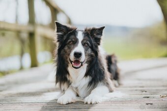 Border kolie s PP - 3