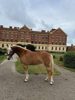 Hafling hřebeček - 3