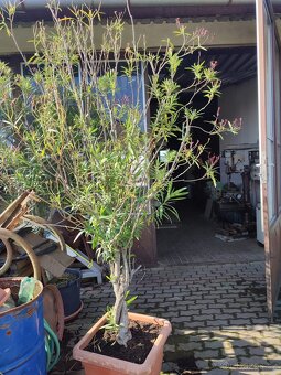 Oleandr přes 2m - 3