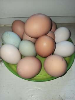 Nasadová vajíčka dvorkový mix - 3