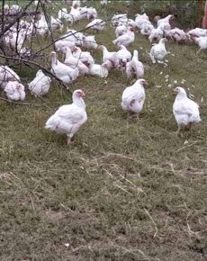 Domácí kuřata  a kachny - 3