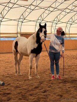 Hřebečci,Valášek American Paint Horse - 3