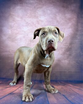 AMERICAN BULLY XL - poslední pejsek - 3