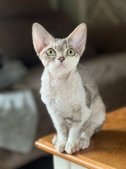 Devon rex koťátka s PP - 3