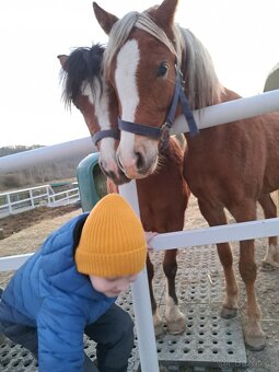 Welsh pony B - 3