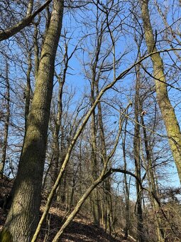 Prodám lesní pozemek v k.ú. Klášter Hradiště nad Jizerou Klá - 3