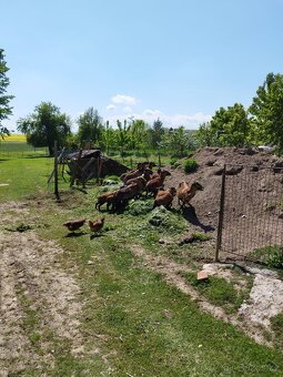 Kamerunské ovce a jehňata - 3