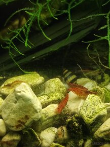 Krevetky červená . Red cherry - 3