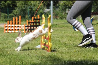 Zakrslý králík Games - 3