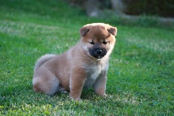 Shiba inu s PP - 3