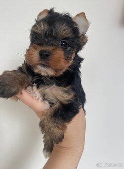 Jorkšírský biewer teriér - 3