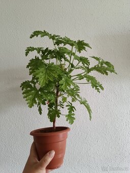Pelargonie vonná - citronová - 3