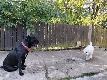 Slovenský čuvač hledá nevěstu :) - 3