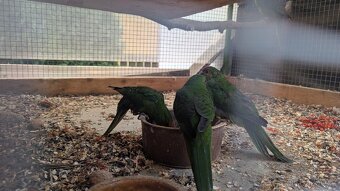 Kakariki rudočelé, přírodní - 3