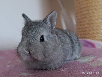 Zakrslí králíčci - mláďata - 3