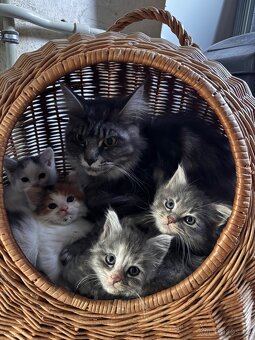 Mainska mývalí koťata - 3