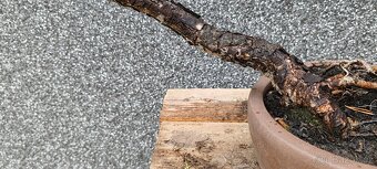 Bonsai, bonsaj, borovice v misce - 3