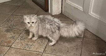 Britská koťata - 3