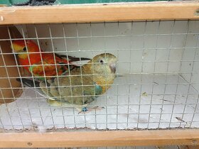 Papoušek zpěvavý - 3