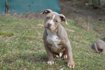 American bully standard ABKC - 3