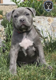 Fenka American Bully XL k odběru - 3
