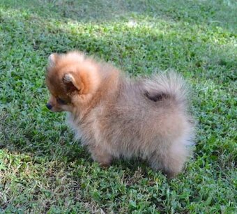 Roztomilá štěňata pomeraniana na prodej - 3