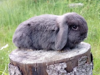 Luxusní maličká Samička Zakrslý Beránek MiniLop - 3