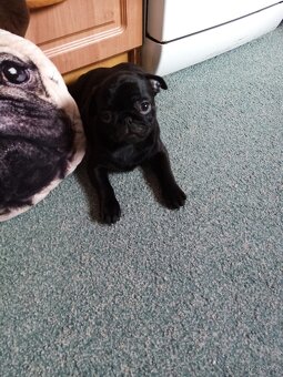 Mops - 3