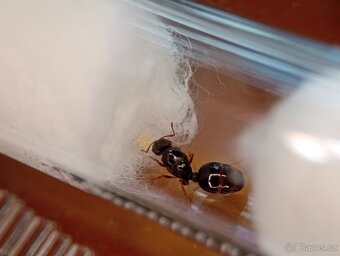 Mravenec drnový (Tetramorium sp.) - 3