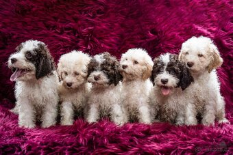 Lagotto romagnolo s PP (italský vodní pes) - 3