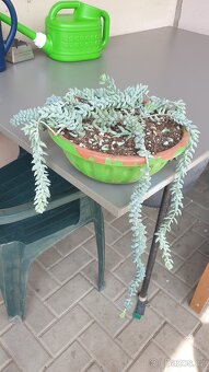 Sedum burrito a morganium - 3