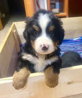 Bernský salašnický pes - štěňátko - 3