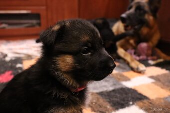 NĚMECKÝ OVČÁK S PP - 3