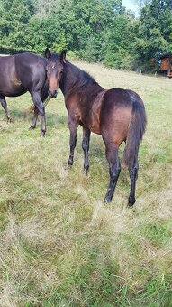 Chovná klisna AQH - 3