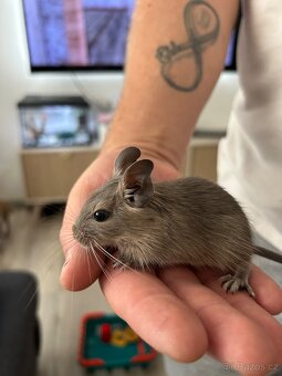 Osmak degu - 3