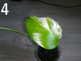 Monstera Deliciosa Albo variegata - 3