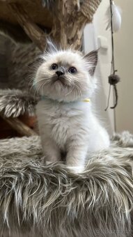 Ragdoll koťata - 3