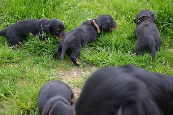 Jezevčík dlouhosrstý standardní - 3